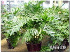 春雨植物怎么养 春雨花能在家养吗
