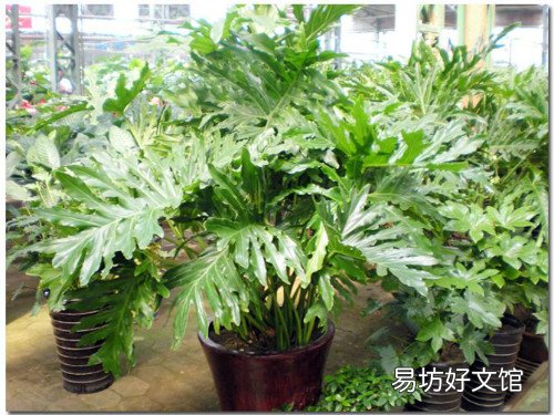 春雨植物怎么養(yǎng) 春雨花能在家養(yǎng)嗎