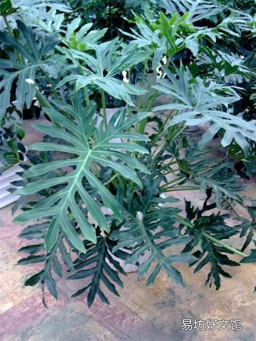 春雨植物怎么養(yǎng) 春雨花能在家養(yǎng)嗎