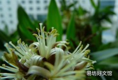 百合竹开花花期多长时间 百合竹养几年才能开花