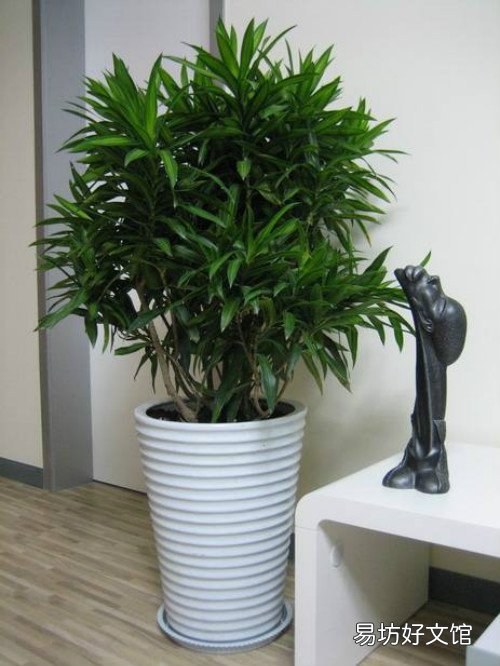 百合竹開花花期多長時間 百合竹養(yǎng)幾年才能開花