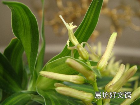 百合竹開花花期多長時間 百合竹養(yǎng)幾年才能開花