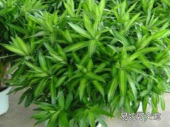百合竹适合室内养吗 百合竹怎么修剪旺盛