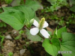 魚腥草功效在根還是葉 魚腥草是鮮葉好還是曬干好