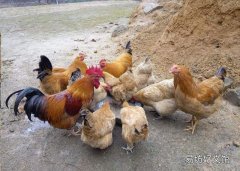 每天喂雞什么時(shí)候最合適 為什么夏季早上要早點(diǎn)喂雞