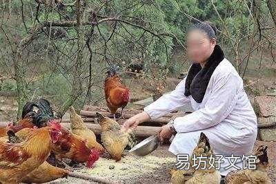 每天喂雞什么時(shí)候最合適 為什么夏季早上要早點(diǎn)喂雞