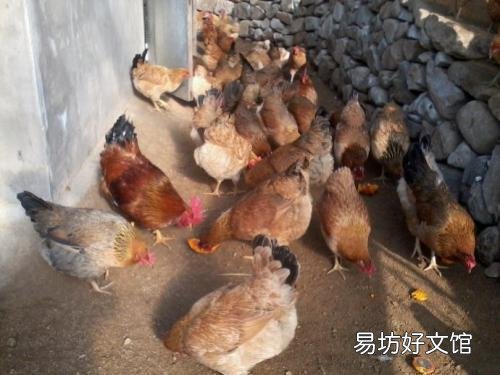 每天喂雞什么時(shí)候最合適 為什么夏季早上要早點(diǎn)喂雞