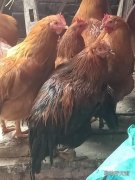 土雞養(yǎng)殖利潤分析 怎么養(yǎng)散養(yǎng)土雞成本才最低
