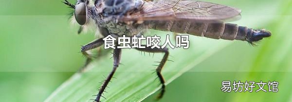 食蟲虻咬人嗎