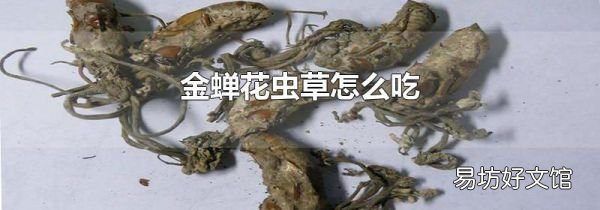 金蟬花蟲草怎么吃