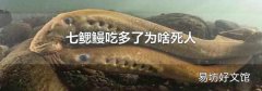 七鰓鰻吃多了為啥死人