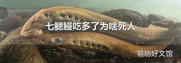七鰓鰻吃多了為啥死人