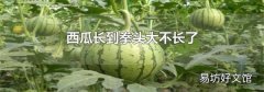 西瓜长到拳头大不长了