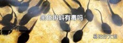 黑色蝌蚪有毒嗎