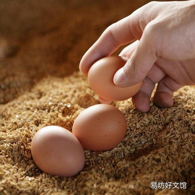 雞蛋外表怎么區(qū)分公雞母雞 公雞蛋和母雞的區(qū)別