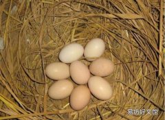 鸡蛋外表怎么区分公鸡母鸡 公鸡蛋和母鸡的区别