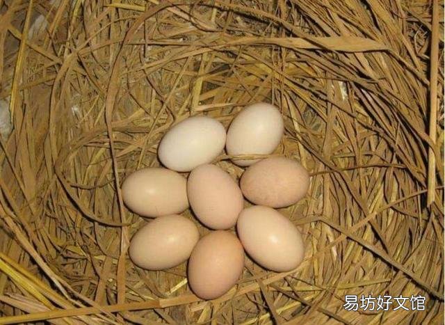 雞蛋外表怎么區(qū)分公雞母雞 公雞蛋和母雞的區(qū)別