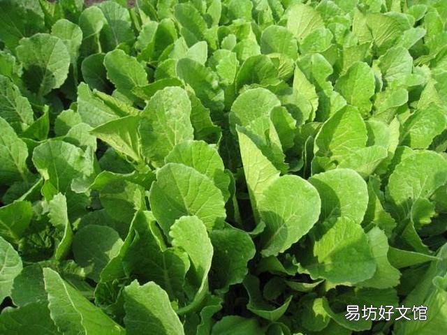 為什么尿和糞用來(lái)澆菜 農(nóng)民用糞水澆過(guò)的菜能吃嗎