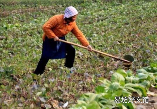 為什么尿和糞用來(lái)澆菜 農(nóng)民用糞水澆過(guò)的菜能吃嗎