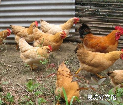 養(yǎng)雞用什么圍欄網(wǎng)最好 圍欄養(yǎng)雞用封頂嗎