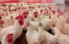 蛋鸡加光用多少度灯泡好 蛋鸡加光过快有什么影响