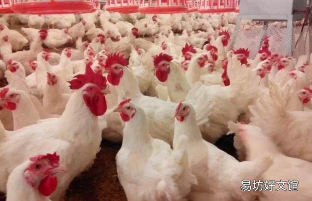 蛋雞加光用多少度燈泡好 蛋雞加光過快有什么影響