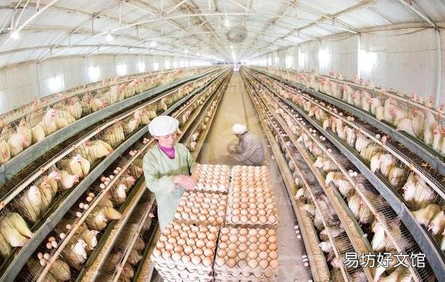 蛋雞加光用多少度燈泡好 蛋雞加光過快有什么影響