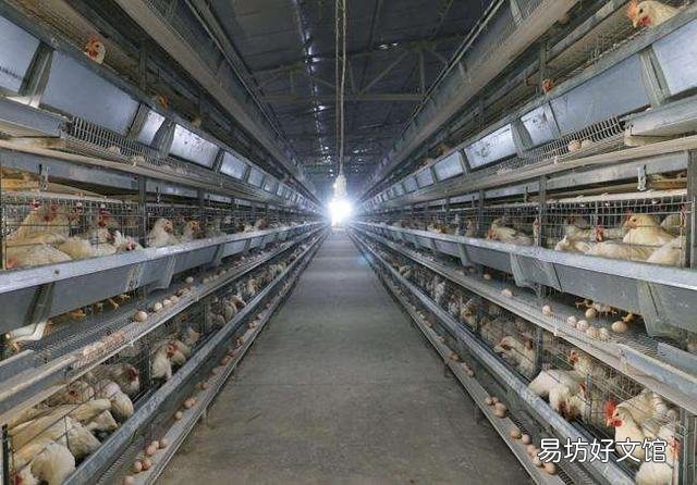 蛋雞加光用多少度燈泡好 蛋雞加光過快有什么影響