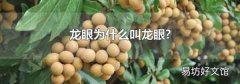 龙眼为什么叫龙眼?
