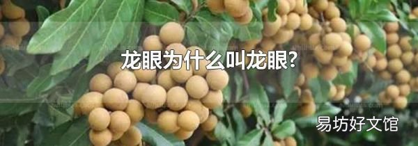 龙眼为什么叫龙眼?