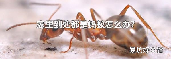 家里到處都是螞蟻怎么辦?