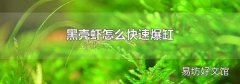黑壳虾怎么快速爆缸