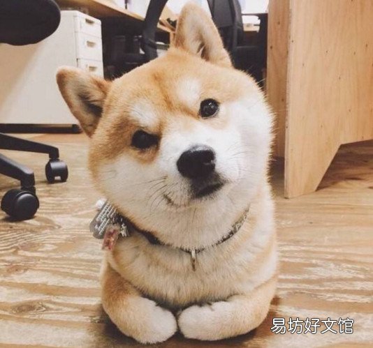 喝了狗喝过的水会传染病吗 狗身上会有什么病传染给人