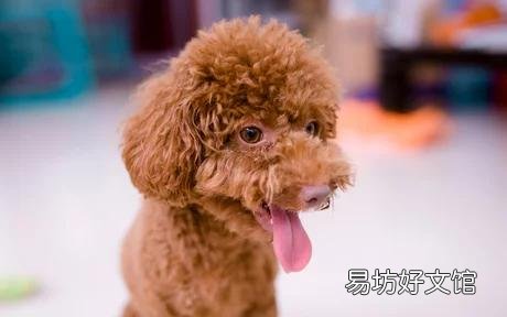 喝了狗喝过的水会传染病吗 狗身上会有什么病传染给人
