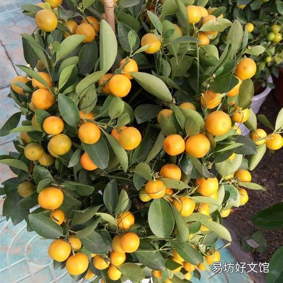 家里插什么鮮花最旺財 家里最旺財?shù)氖N花