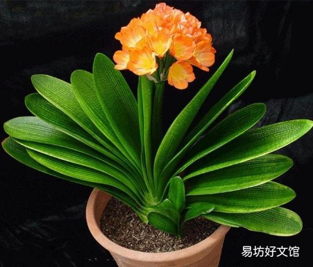 家里插什么鮮花最旺財 家里最旺財?shù)氖N花