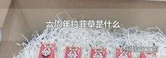 六周年拉菲草是什么