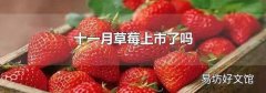 十一月草莓上市了吗