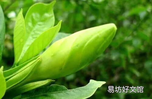 梔子花為啥不吉利 梔子花的花語(yǔ)是欺騙嗎