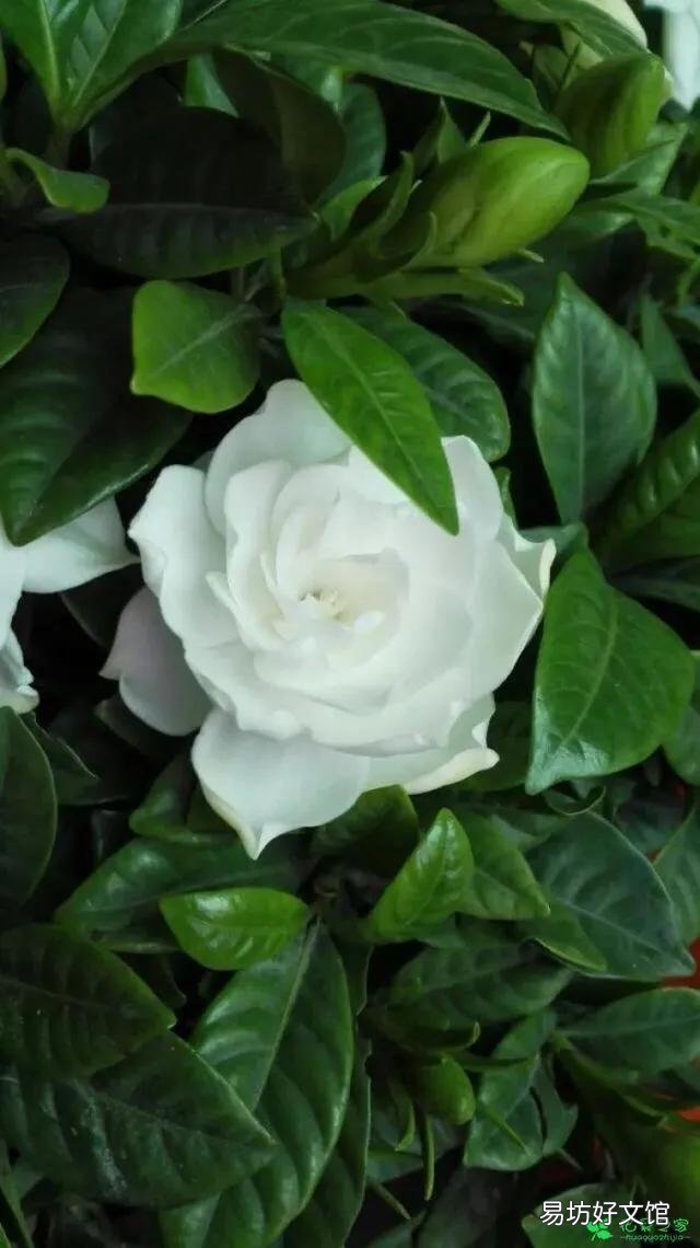 梔子花為啥不吉利 梔子花的花語(yǔ)是欺騙嗎