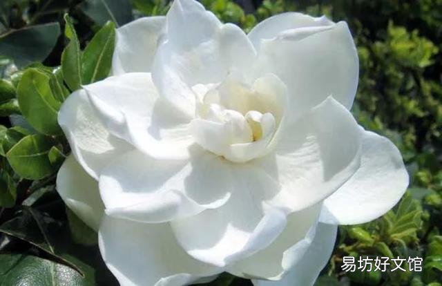 梔子花為啥不吉利 梔子花的花語(yǔ)是欺騙嗎