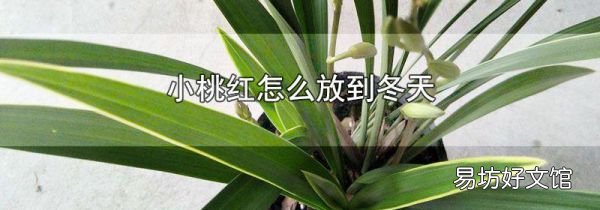 小桃紅怎么放到冬天