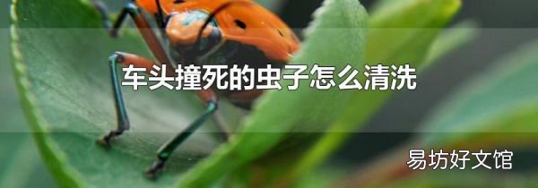 车头撞死的虫子怎么清洗
