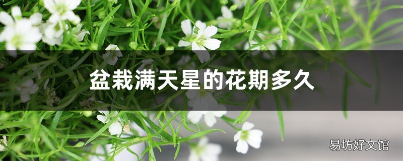 满天星种子种植方法 满天星适合深盆还是浅盆