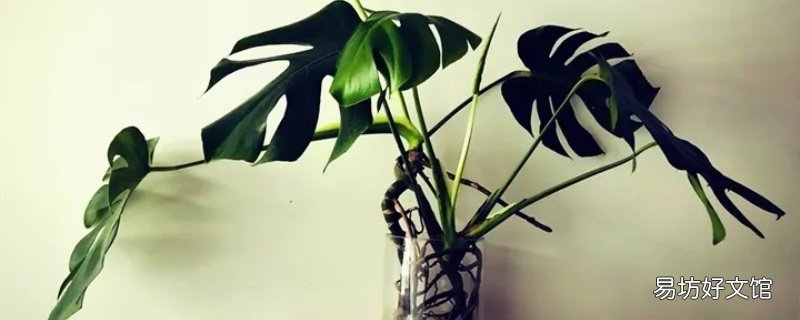 龟背竹水培好还是土培 龟背竹的养殖方法和注意事项