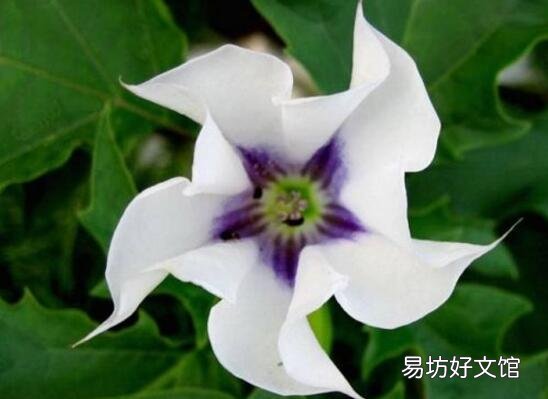 十種招鬼的花是什么? 十種招鬼的花的圖片