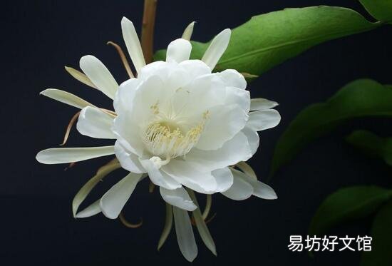 十種招鬼的花是什么? 十種招鬼的花的圖片