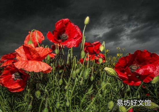 十種招鬼的花是什么? 十種招鬼的花的圖片