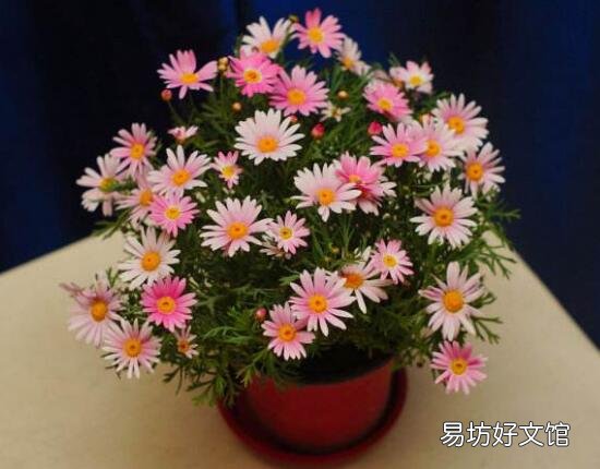 十種招鬼的花是什么? 十種招鬼的花的圖片
