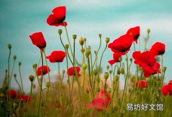 十種招鬼的花是什么? 十種招鬼的花的圖片